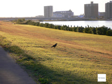 画像をギャラリービューアに読み込む, Panasonic LUMIX FX7▪️デジタルカメラ▪️オールドコンデジ【完動品】【実写済み❗️】