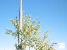 画像をギャラリービューアに読み込む, Panasonic LUMIX DMC-SZ10 ブラック【完動品】【希少✨】▪️オールドコンデジ▪️デジタルカメラ