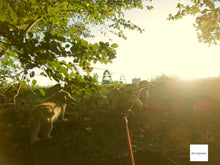 画像をギャラリービューアに読み込む, Panasonic LUMIX DMC-SZ10 ブラック【完動品】【希少✨】▪️オールドコンデジ▪️デジタルカメラ