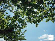 画像をギャラリービューアに読み込む, SONY Cyber-Shot DSC-P5【完動品】【実写済み】▪️オールドコンデジ▪️デジタルカメラ