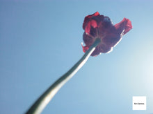 画像をギャラリービューアに読み込む, SONY Cyber-Shot DSC-P5【完動品】【実写済み】▪️オールドコンデジ▪️デジタルカメラ