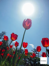 画像をギャラリービューアに読み込む, SONY Cyber-Shot DSC-P5【完動品】【実写済み】▪️オールドコンデジ▪️デジタルカメラ