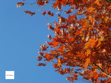 画像をギャラリービューアに読み込む, OLYMPUS VG-170【完動品】【実写済み】▪️オールドコンデジ▪️デジタルカメラ