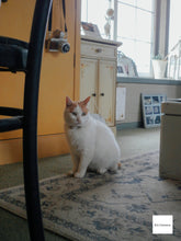 画像をギャラリービューアに読み込む, CASIO EX-V7【完動品】【美品】▪️オールドコンデジ▪️デジタルカメラ