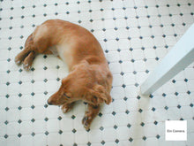 画像をギャラリービューアに読み込む, OLYMPUS C-100【未使用】【実写済み❗️】【完動品】▪️オールドコンデジ▪️デジタルカメラ