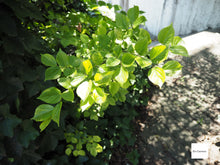 画像をギャラリービューアに読み込む, OLYMPUS E-PL8【完動品】【美品❗️】【実写済み❗️】Wifi機能あり▪️オールドコンデジ▪️デジタル一眼ミラーレスカメラ