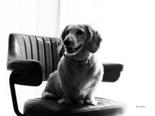 画像をギャラリービューアに読み込む, Panasonic LUMIX DMC-LX3【完動品】【実写済み❗️】状態◎▪️オールドコンデジ▪️デジタルカメラ