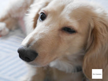 画像をギャラリービューアに読み込む, Panasonic LUMIX DMC-GM1状態◎▪️ミラーレス一眼レフカメラ▪️デジタルカメラ