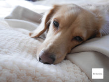 画像をギャラリービューアに読み込む, Panasonic LUMIX DMC-GM1状態◎▪️ミラーレス一眼レフカメラ▪️デジタルカメラ