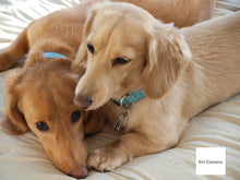 画像をギャラリービューアに読み込む, OLYMPUS E-520【完動品】【実写済み】▪️オールドコンデジ▪️デジタル一眼レフカメラ