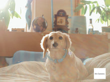 画像をギャラリービューアに読み込む, OLYMPUS E-520【完動品】【実写済み】▪️オールドコンデジ▪️デジタル一眼レフカメラ