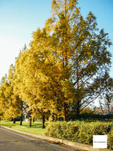 画像をギャラリービューアに読み込む, Panasonic LUMIX DMC-FX1【完動品】【美品❗️】【実写済み】▪️オールドコンデジ▪️デジタルカメラ