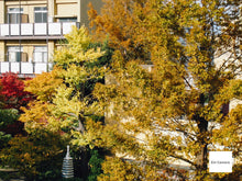 画像をギャラリービューアに読み込む, Panasonic LUMIX DMC-FX1【完動品】【美品❗️】【実写済み】▪️オールドコンデジ▪️デジタルカメラ