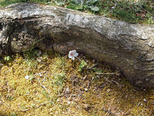 画像をギャラリービューアに読み込む, Panasonic Lumix DMC-LC20【完動品/希少✨】ライカレンズ搭載コンデジ