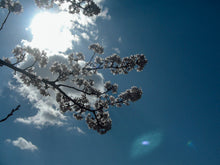 画像をギャラリービューアに読み込む, Panasonic Lumix DMC-LC20【完動品/希少✨】ライカレンズ搭載コンデジ