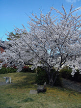 画像をギャラリービューアに読み込む, Panasonic Lumix DMC-LC20【完動品/希少✨】ライカレンズ搭載コンデジ