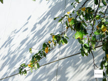 画像をギャラリービューアに読み込む, OLYMPUS μ-15 DIGITAL【完動品】【実写済み❗️】状態◎▪️オールドコンデジ▪️デジタルカメラ