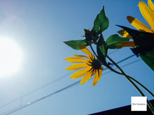 画像をギャラリービューアに読み込む, OLYMPUS μ-15 DIGITAL【完動品】【実写済み❗️】状態◎▪️オールドコンデジ▪️デジタルカメラ