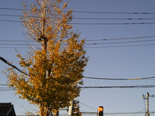 画像をギャラリービューアに読み込む, PRAKTICA DCZ8VR【完動品】【実写済み❗️】▪️オールドコンデジ▪️トイデジタルカメラ