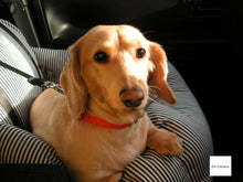 画像をギャラリービューアに読み込む, Minolta DIMAGE X【完動品】【美品❗️】【希少❗️】▪️オールドコンデジ▪️デジタルカメラ