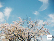 画像をギャラリービューアに読み込む, KONICA MINOLTA DiMAGE X31|単三電池対応🔋 フィルムっぽい写りが好きならコレ❗️ オールドコンデジ【完動品】