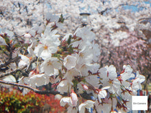 画像をギャラリービューアに読み込む, Konicaminolta Dimage x21【完動品】【実写済み❗️】▪️オールドコンデジ▪️デジタルカメラ