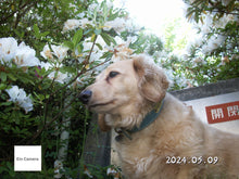 画像をギャラリービューアに読み込む, Konicaminolta DiMAGE X1【完動品】【美品✨】▪️オールドコンデジ▪️デジタルカメラ