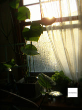 画像をギャラリービューアに読み込む, Konicaminolta Dimage x21【完動品】【実写済み❗️】▪️オールドコンデジ▪️デジタルカメラ