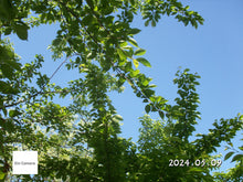 画像をギャラリービューアに読み込む, Konicaminolta DiMAGE X1【完動品】【美品✨】▪️オールドコンデジ▪️デジタルカメラ