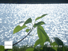 画像をギャラリービューアに読み込む, Konicaminolta DiMAGE X1【完動品】【美品✨】▪️オールドコンデジ▪️デジタルカメラ