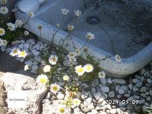 画像をギャラリービューアに読み込む, Konicaminolta DiMAGE X1【完動品】【美品✨】▪️オールドコンデジ▪️デジタルカメラ