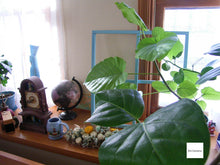 画像をギャラリービューアに読み込む, RICOH Caplio RX|希少ブラックボディ🐦⬛ フィルムっぽい写りのオールドコンデジ📸 SDカード&単三電池対応🔋【完動品】