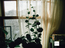 画像をギャラリービューアに読み込む, RICOH Caplio RX|希少ブラックボディ🐦⬛ フィルムっぽい写りのオールドコンデジ📸 SDカード&単三電池対応🔋【完動品】