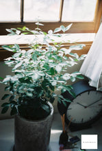 画像をギャラリービューアに読み込む, Konica SIII【完動品】【実写済み❗️】