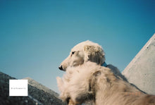 画像をギャラリービューアに読み込む, Canon Autoboy F【完動品】【希少❗️】【実写済み❗️】状態◎