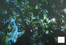 Load image into Gallery viewer, ILFOCOLCR100 35mm color negative film 12 shots
