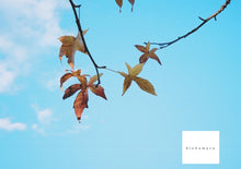 画像をギャラリービューアに読み込む, KonicaMinolta Zoom80c【完動品】