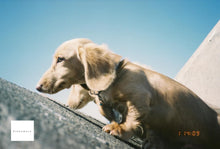 画像をギャラリービューアに読み込む, Canon Autoboy F【完動品】【希少❗️】【実写済み❗️】状態◎