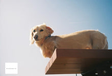 画像をギャラリービューアに読み込む, Canon Autoboy SXL【完動品】