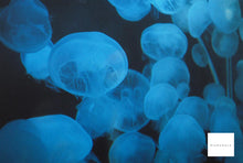 画像をギャラリービューアに読み込む, Asahiflex【完動品】【実写済み❗️】