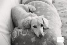 Load image into Gallery viewer, STREET CANDY100 (35mm film) monochrome 36 shots