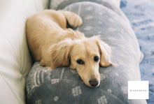 画像をギャラリービューアに読み込む, Canon EOS Kiss7【完動品】