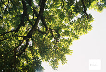 画像をギャラリービューアに読み込む, Minolta AF-Tele【完動品】