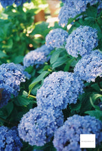 画像をギャラリービューアに読み込む, OLYMPUS PEN FV【完動品】ハーフカメラ