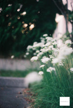 画像をギャラリービューアに読み込む, Konica SIII【完動品】【実写済み❗️】