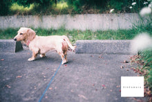 画像をギャラリービューアに読み込む, Konica SIII【完動品】【実写済み❗️】