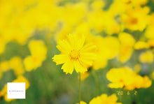 画像をギャラリービューアに読み込む, Canon EOS kiss5【未使用❗️】【完動品】