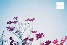 画像をギャラリービューアに読み込む, 【完動品】【実写済み】Canon A35