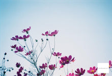 画像をギャラリービューアに読み込む, Canonet QL17【完動品】