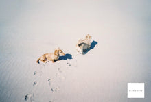 画像をギャラリービューアに読み込む, Canon Autoboy F【完動品】【希少❗️】【実写済み❗️】状態◎